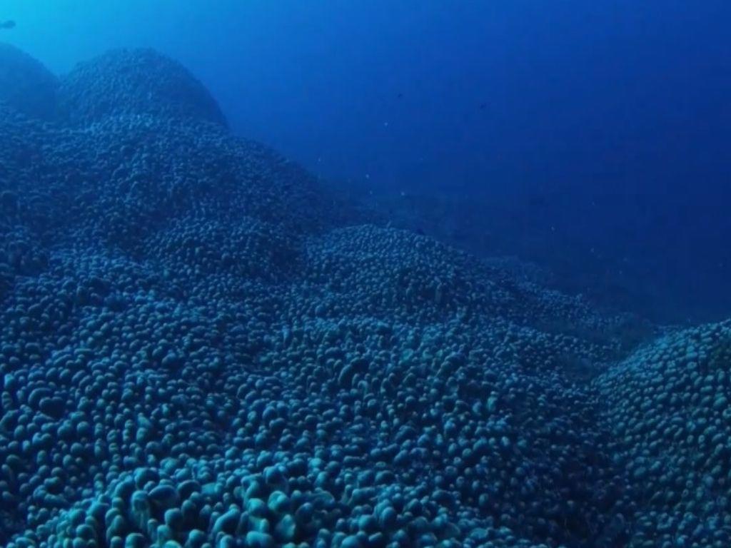 Este es el coral más grande del mundo; ¿Dónde se descubrió y cuánto mide?