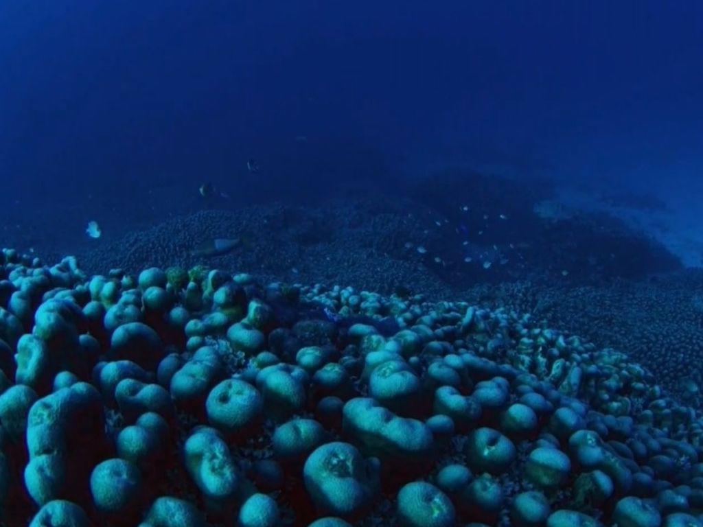 Este es el coral más grande del mundo; ¿Dónde se descubrió y cuánto mide?