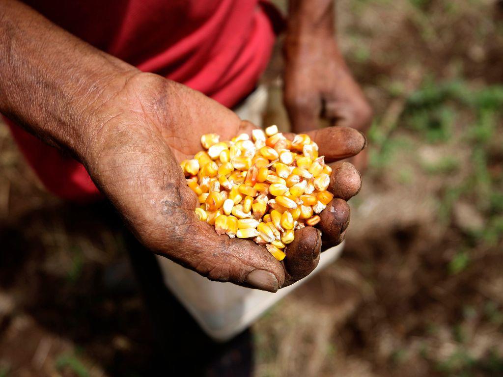 $!Pese al sacrificio de los productores, Honduras sigue importando grandes cantidades de granos básicos.