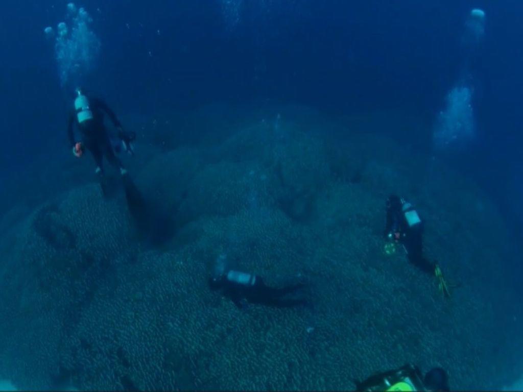 Este es el coral más grande del mundo; ¿Dónde se descubrió y cuánto mide?