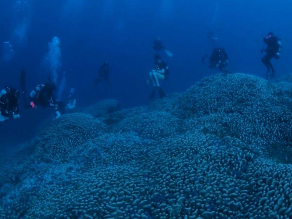 Este es el coral más grande del mundo; ¿Dónde se descubrió y cuánto mide?