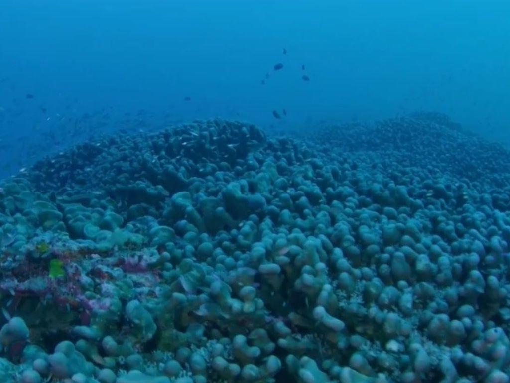 Este es el coral más grande del mundo; ¿Dónde se descubrió y cuánto mide?