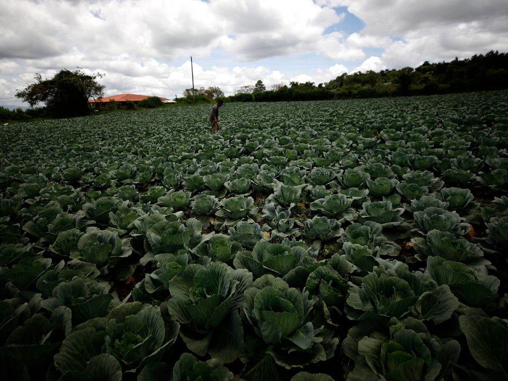 $!Solo el año anterior se destinaron más de 66,000 millones de lempiras a la agricultura, según la Secretaría de Finanzas de Honduras.