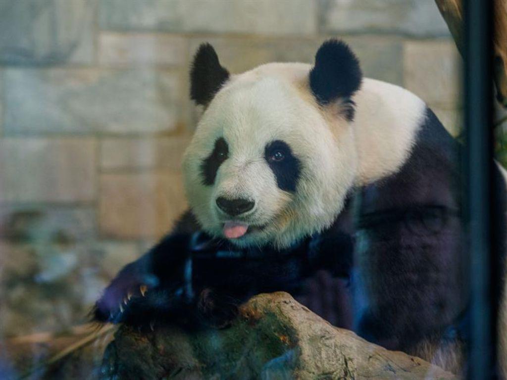 Las tiernas imágenes de pandas gigantes del Zoológico de Adelaida previo a volver a China