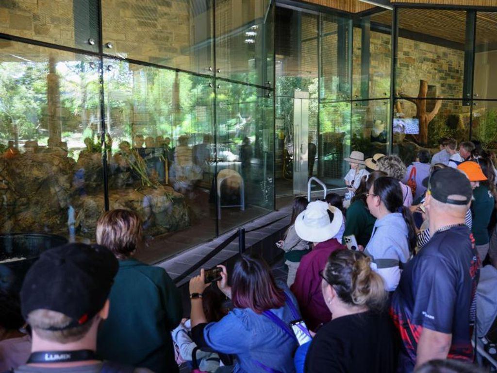 Las tiernas imágenes de pandas gigantes del Zoológico de Adelaida previo a volver a China