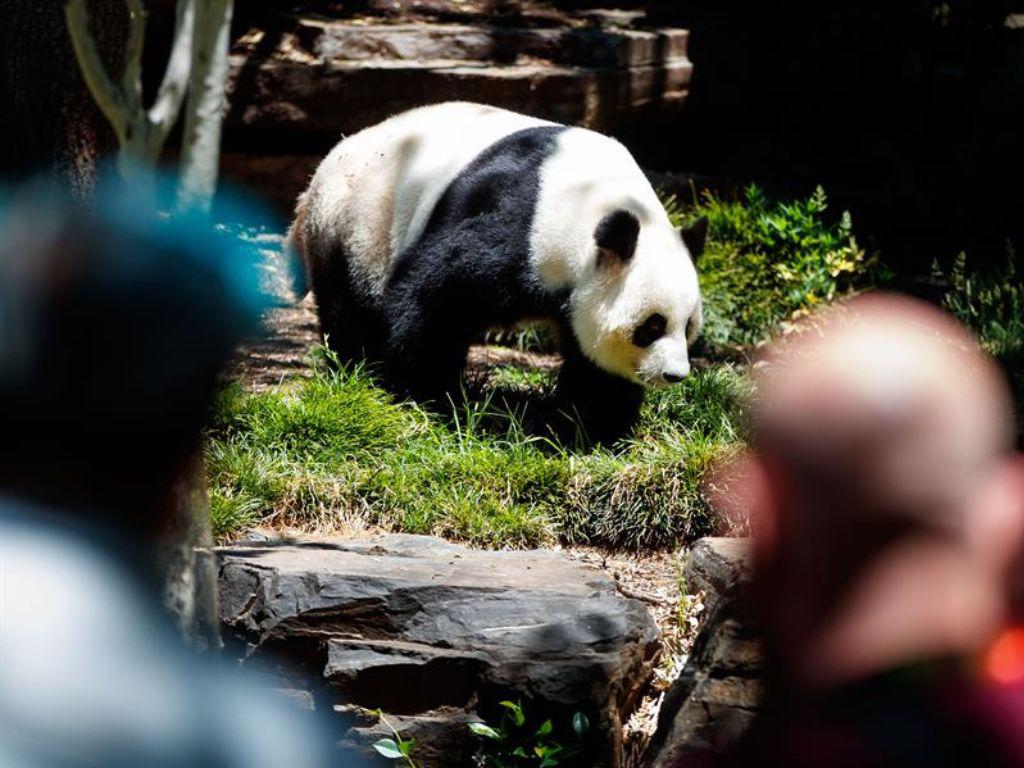 Las tiernas imágenes de pandas gigantes del Zoológico de Adelaida previo a volver a China