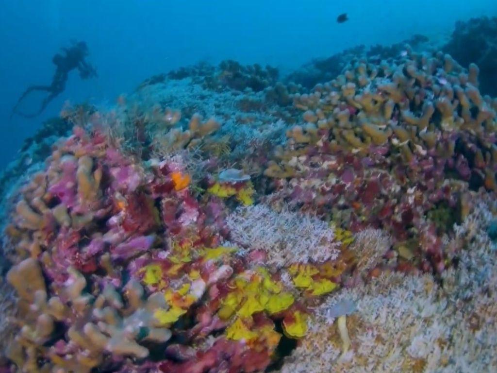 Este es el coral más grande del mundo; ¿Dónde se descubrió y cuánto mide?