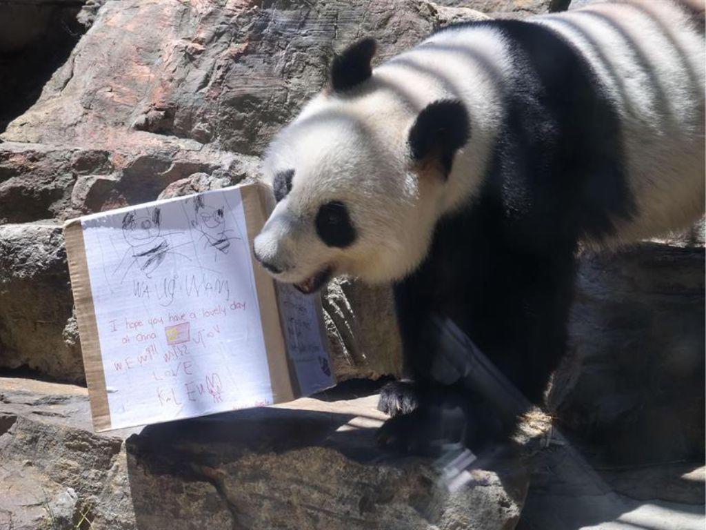 Las tiernas imágenes de pandas gigantes del Zoológico de Adelaida previo a volver a China