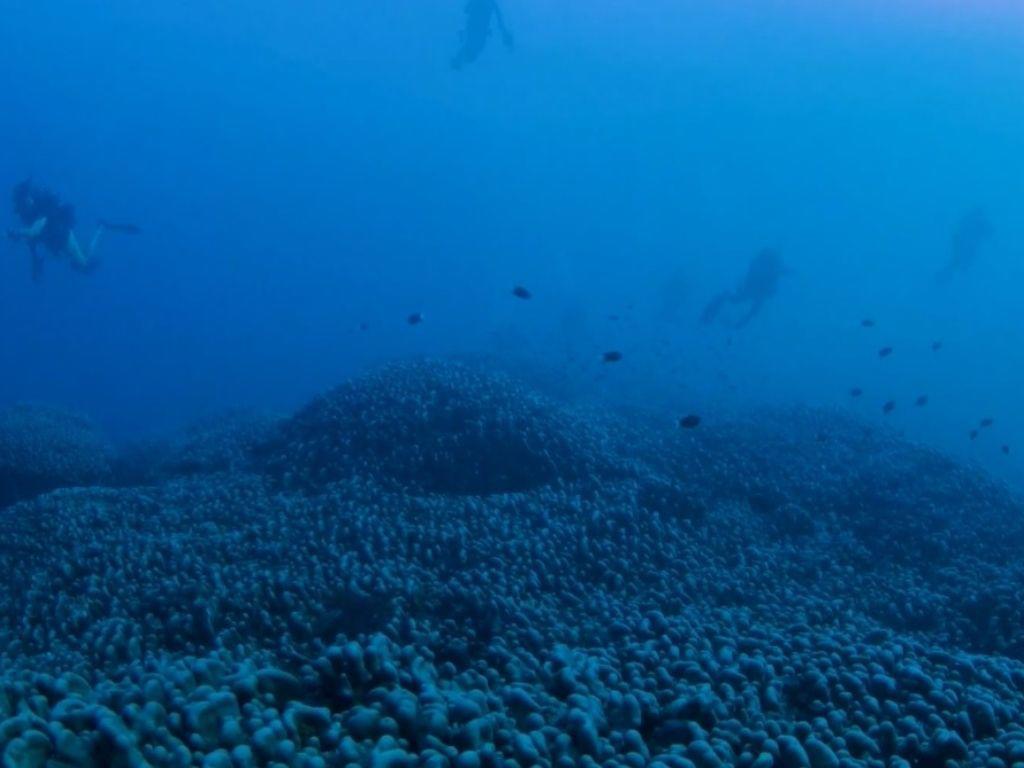 Este es el coral más grande del mundo; ¿Dónde se descubrió y cuánto mide?