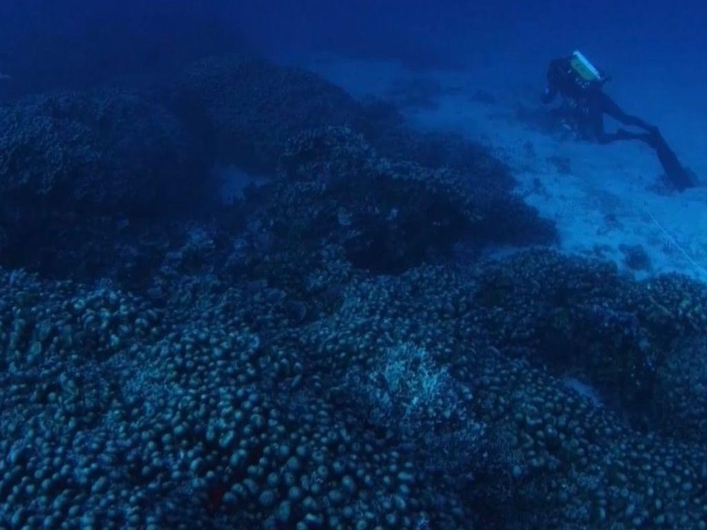 Este es el coral más grande del mundo; ¿Dónde se descubrió y cuánto mide?