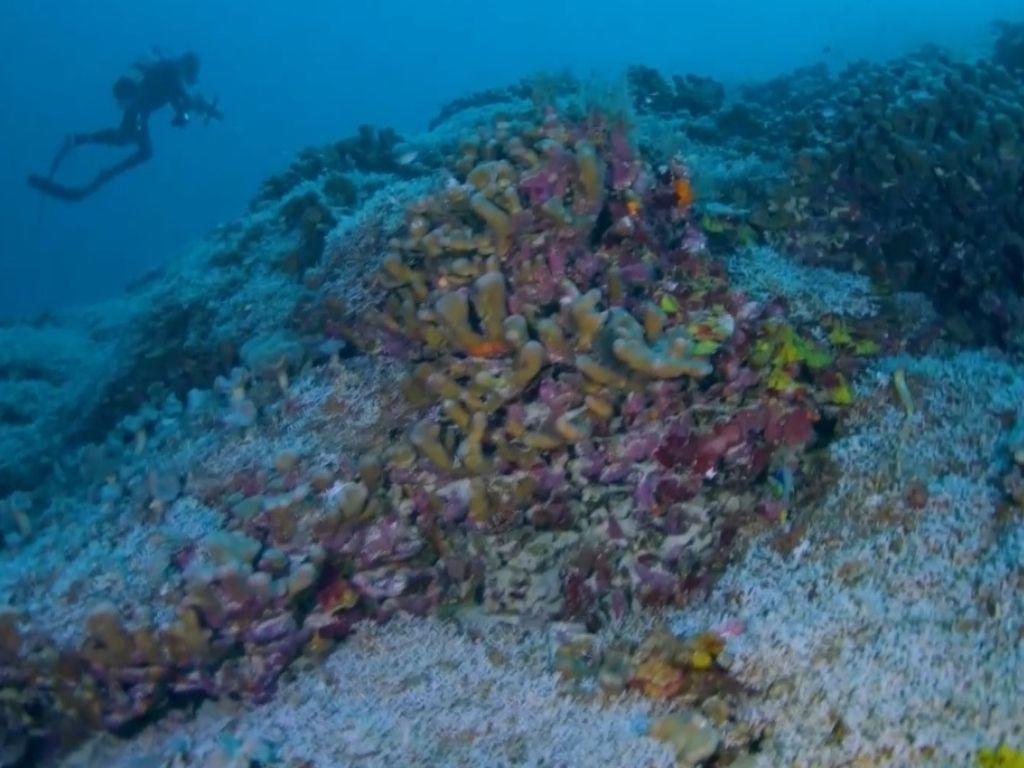 Este es el coral más grande del mundo; ¿Dónde se descubrió y cuánto mide?