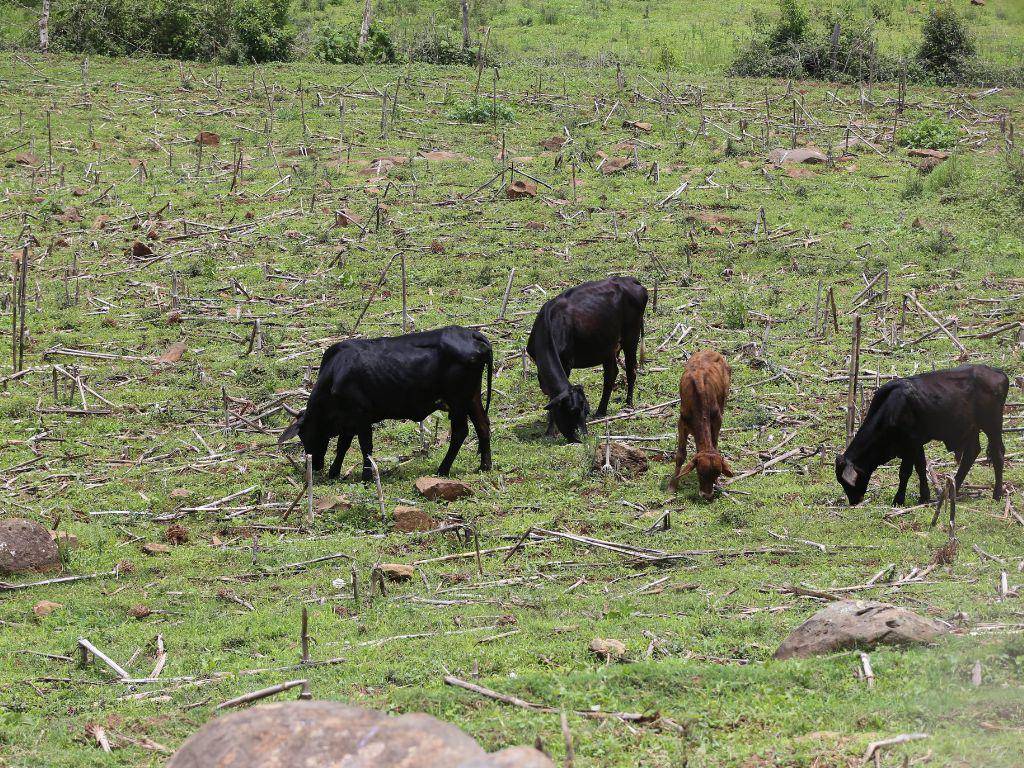 $!Urge revisar el modelo y los planes de inversión en el agro para generar más empleo y mejorar la producción de alimentos en el país.