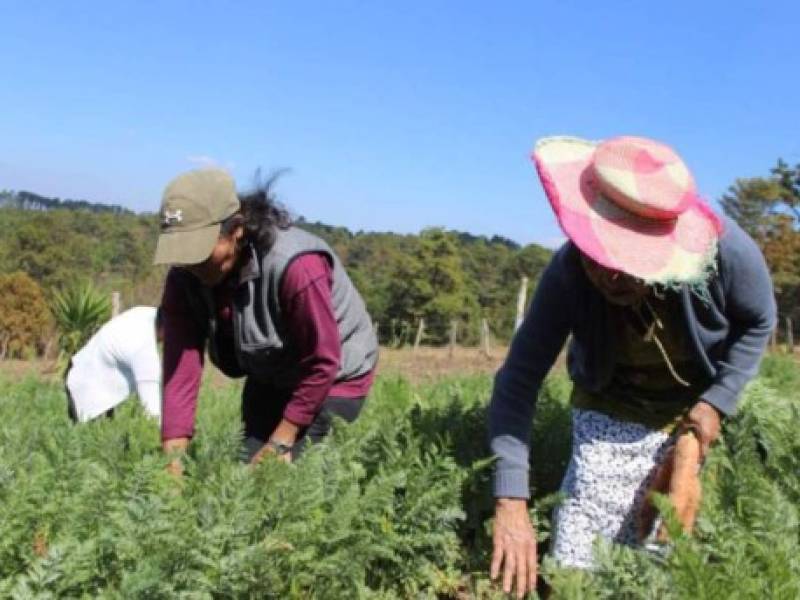 El apoyo al sector productivo de alimentos y agroindustria se declaró prioridad nacional de parte del gobierno, durante la emergencia por el covid-19, y se decretaron medidas para asegurar la seguridad alimentaria desde abril pasado.