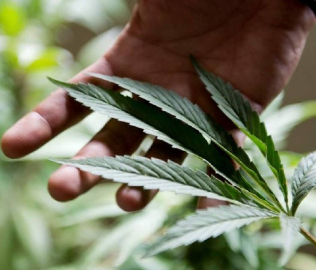 Colombia legalizará marihuana con fines medicinales