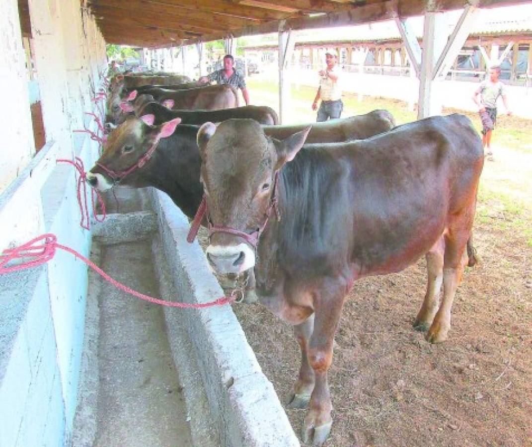 Sube el robo de ganado en el sur