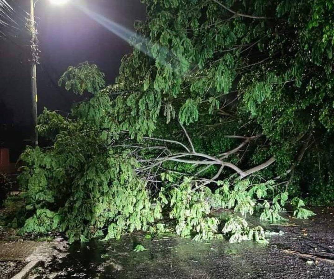 Un árbol fue derribado por las corrientes de agua.