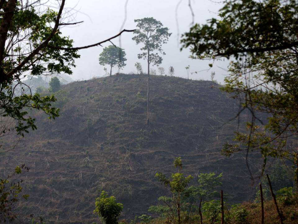 La Unidad Investigativa de EL HERALDO Plus conoció cómo se realizan la compra de montañas en la zona núcleo de la Reserva de la Biósfera del Río Plátano.