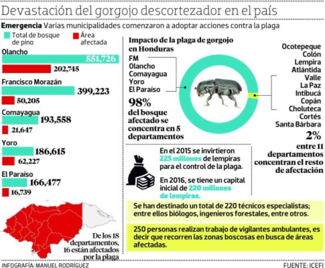 Municipalidades comienzan a declarar emergencia por el gorgojo