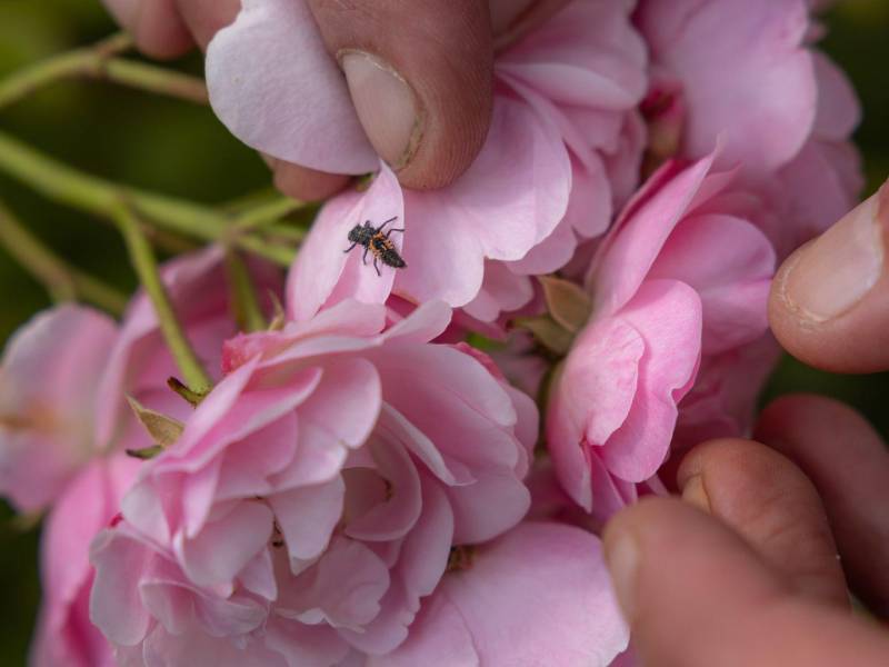 Carlos Magdalena cuida plantas tropicales en el Jardín Kew en Londres. Inspeccionando una rosa. (Andrea DiCenzo para The New York Times)