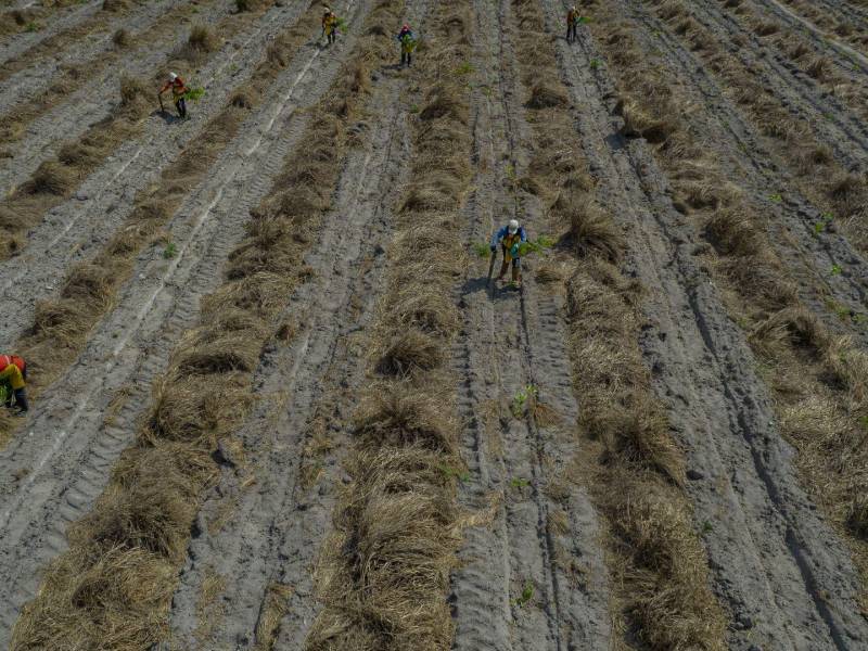 Buscan aplazar ley de deforestación de la Unión Europea