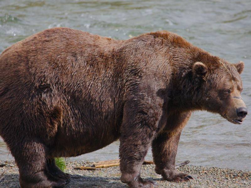 Concurso anual celebra la grandeza de los osos gordos en Alaska