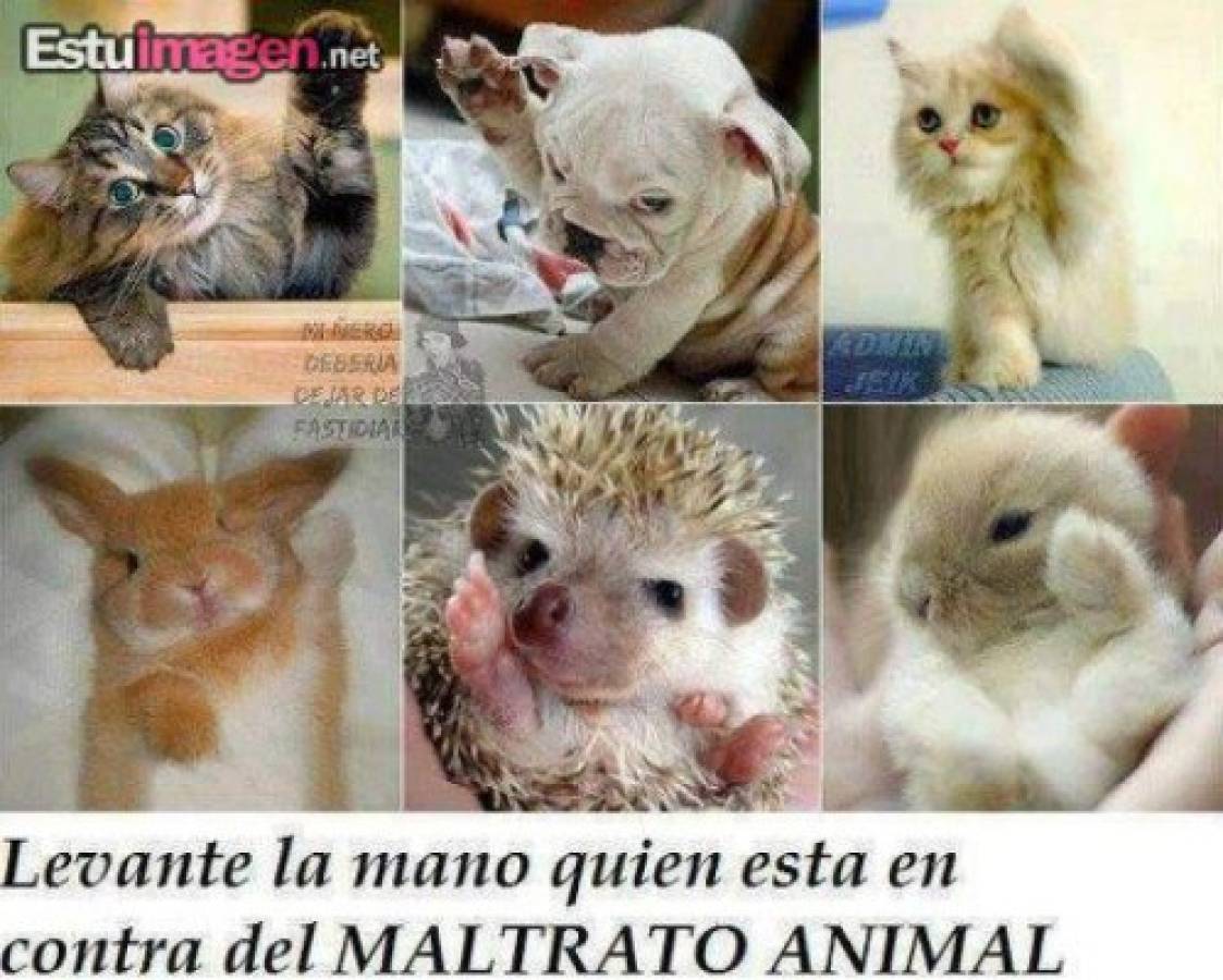 Las mejores imágenes contra el maltrato animal