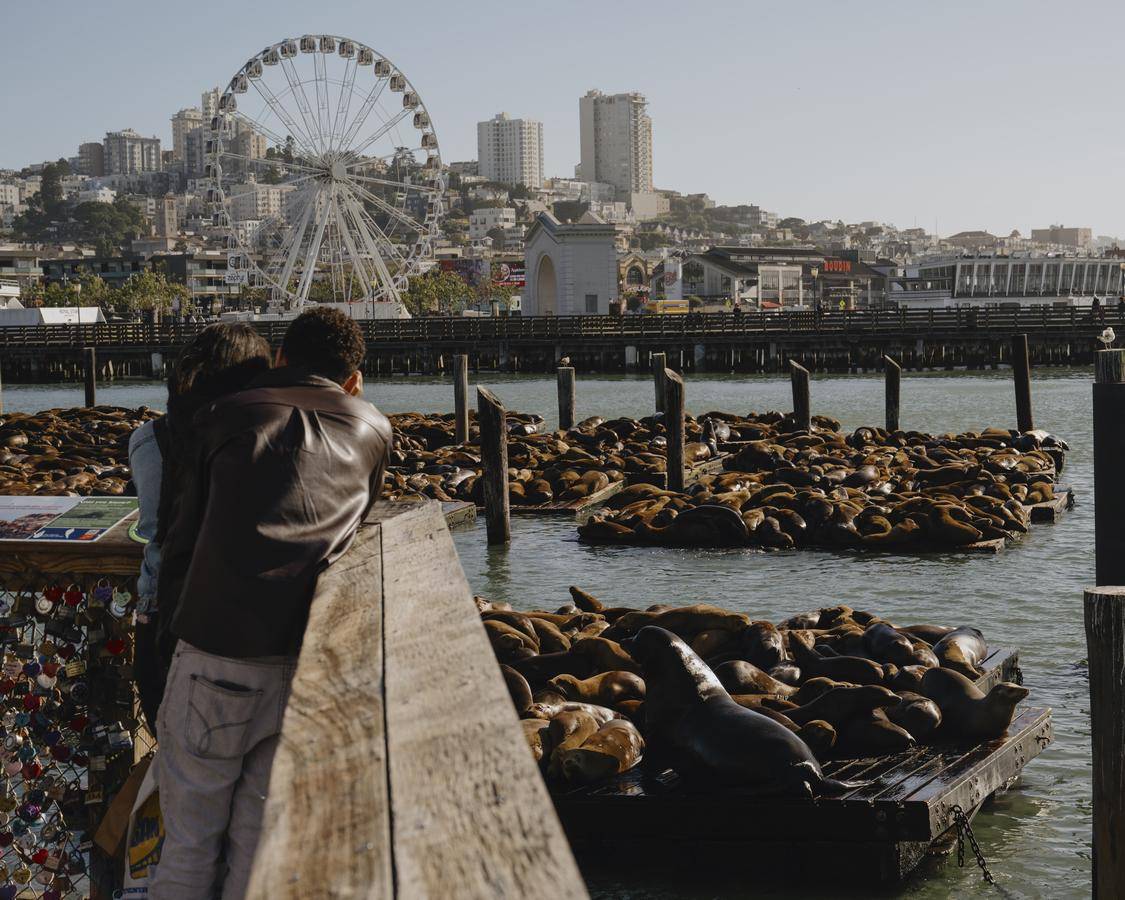 $!Los leones marinos son una atracción turística del Muelle 39 de San Francisco, conocido por sus restaurantes y tiendas.