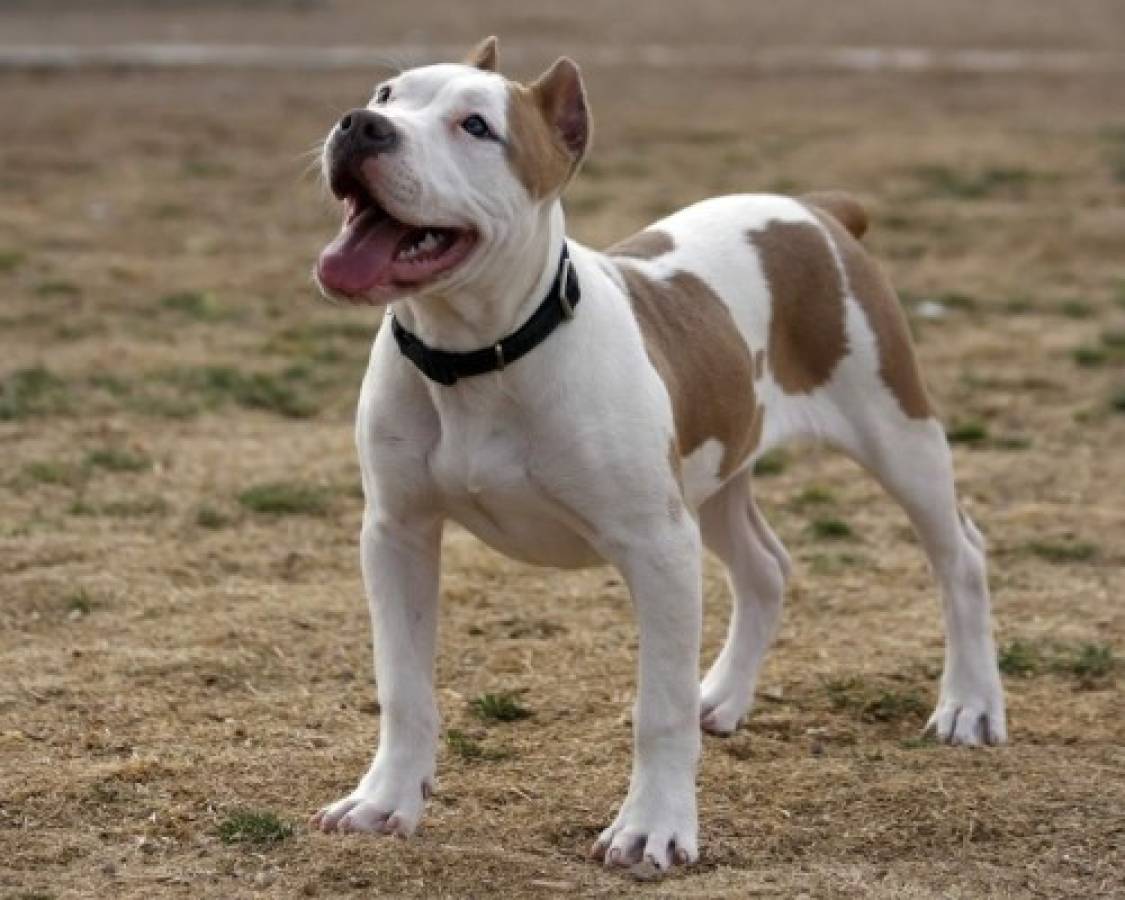 Pitbulls, colmilludo y juguetón amor canino