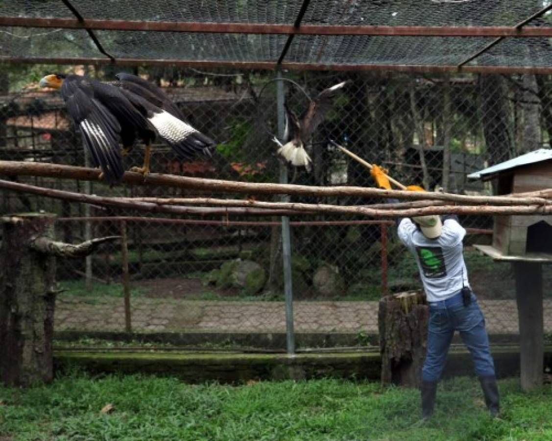 En hospital del Rosy Walther hay trato especial para los animales