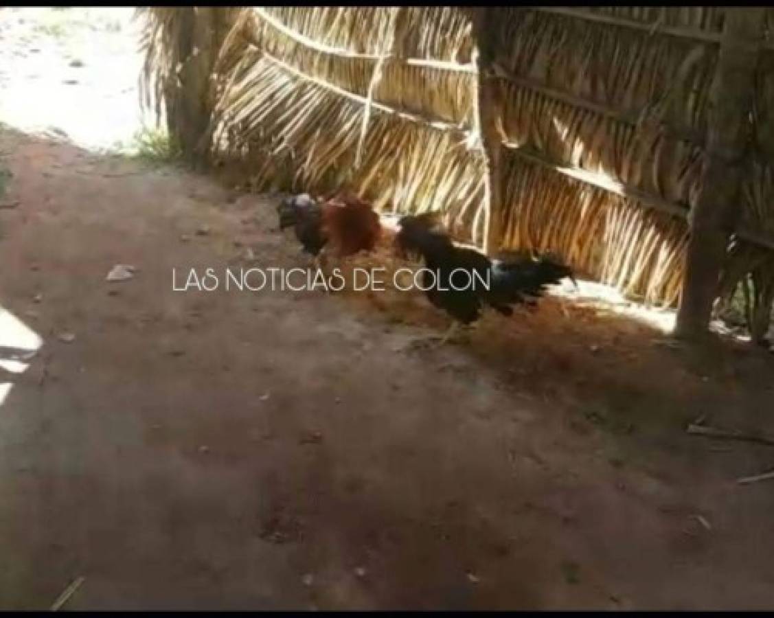 Una hora después de quedar libre, el gallo se mete a otro problema