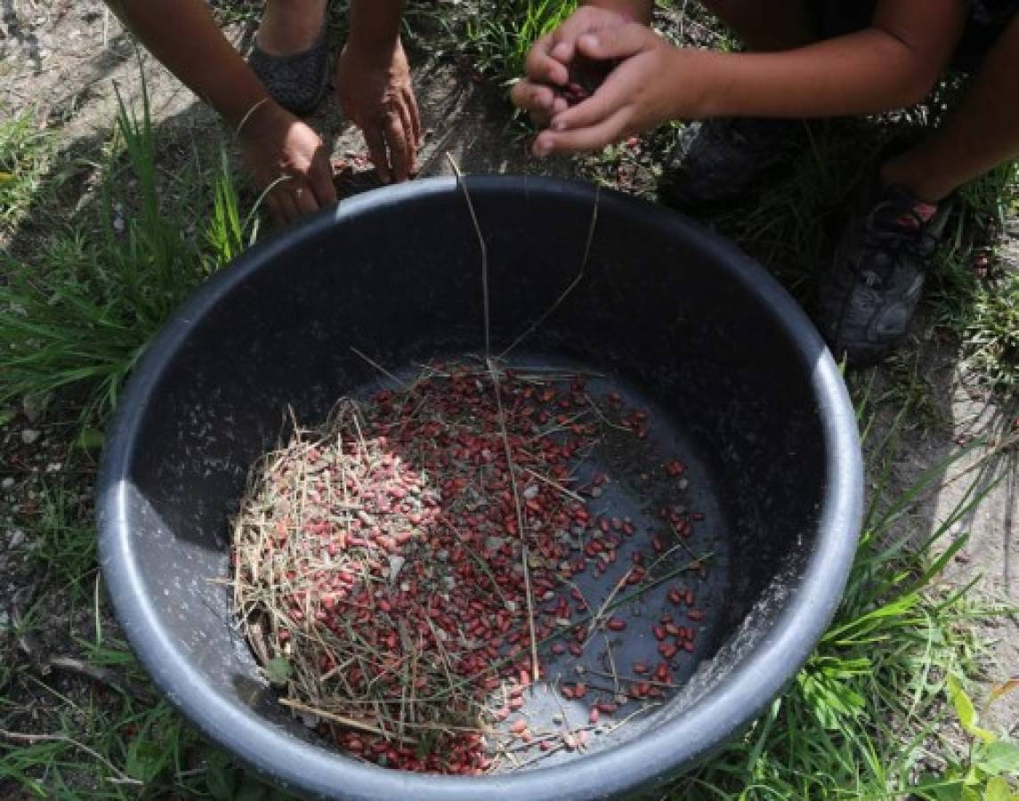 Frijoles enterrados en salida a Olancho son de alta toxicidad