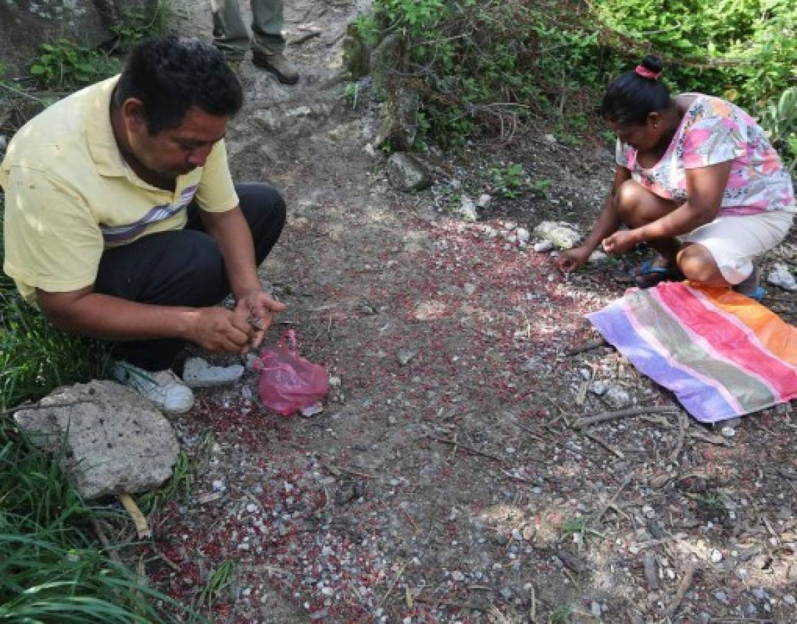 Frijoles enterrados en salida a Olancho son de alta toxicidad