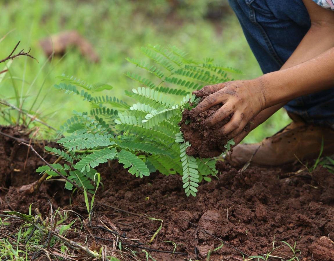 Fundación Terra y escolares al rescate del bosque de la capital