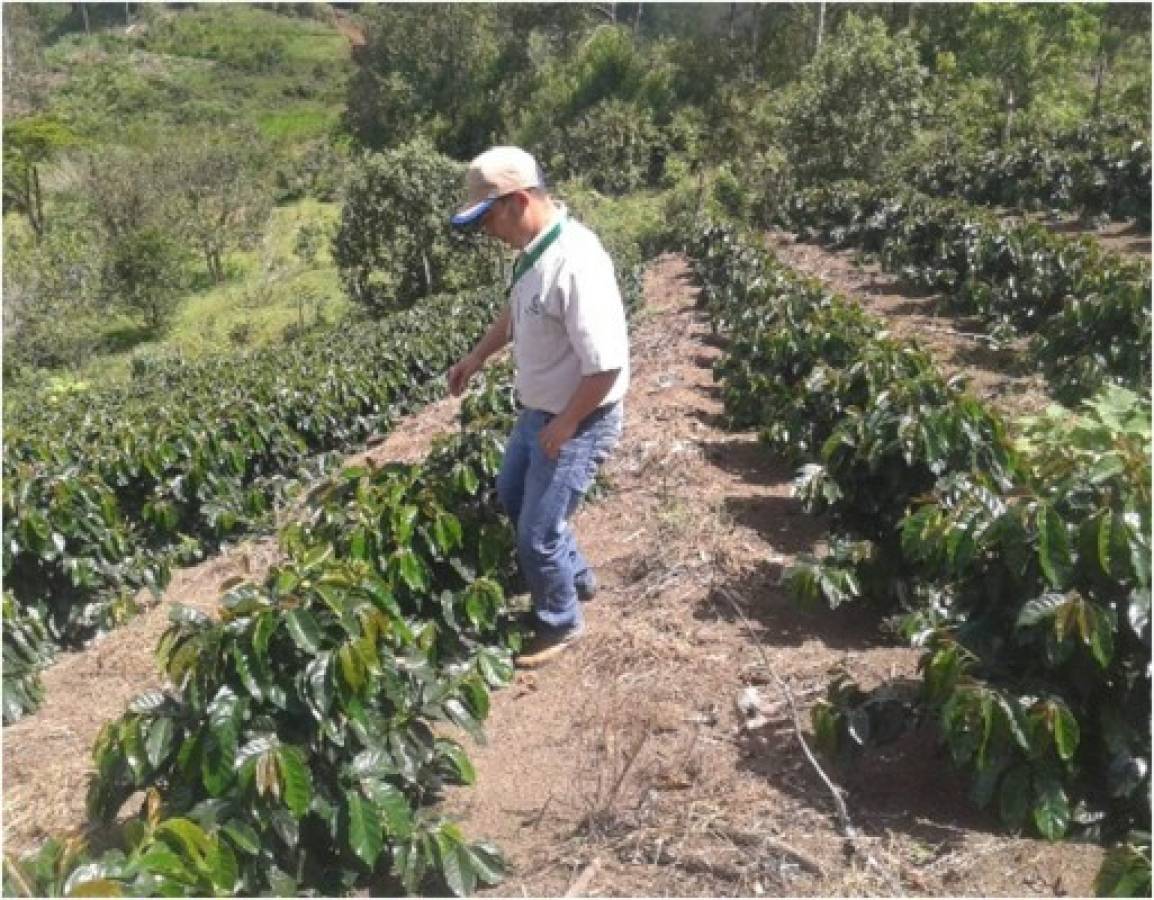 Cosecha de café crecerá en un 15% en Honduras