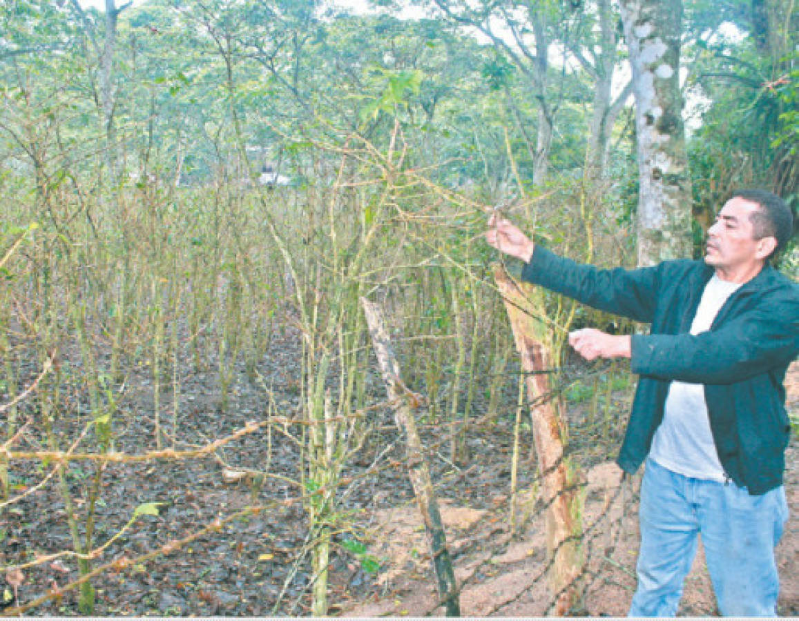 Urgen corteros de café en fincas de El Paraíso