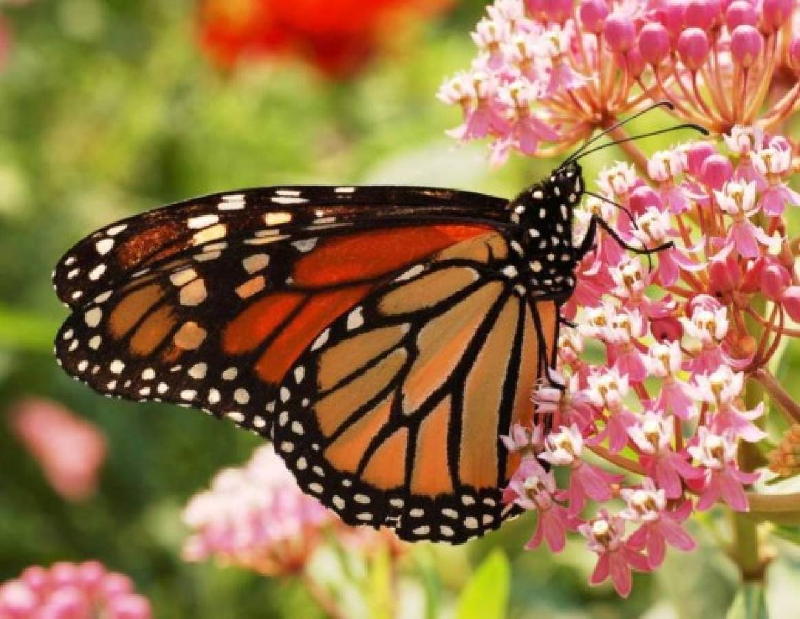 México espera un incremento de mariposas monarca