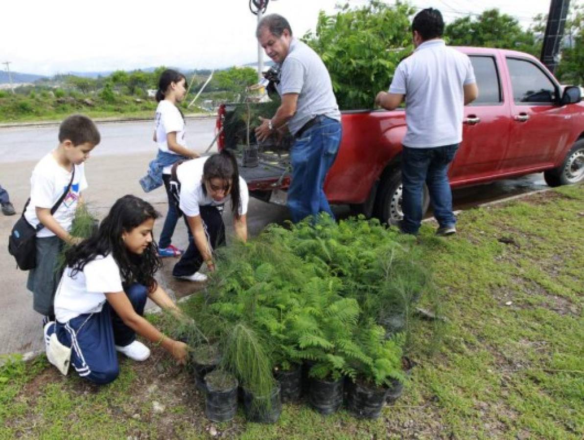 Sembrarán 400 árboles en Tegucigalpa