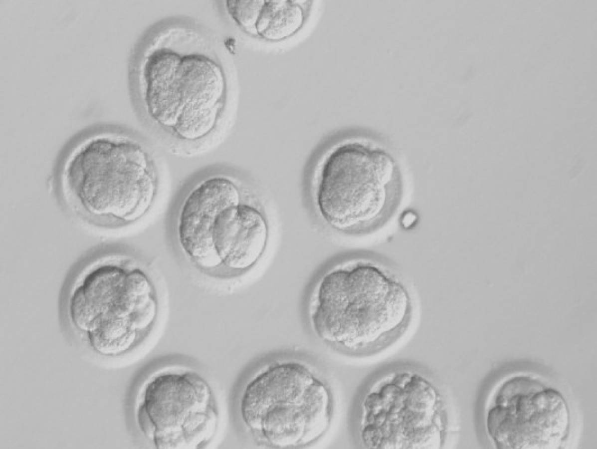 Logran extraer células madre de embriones clonados