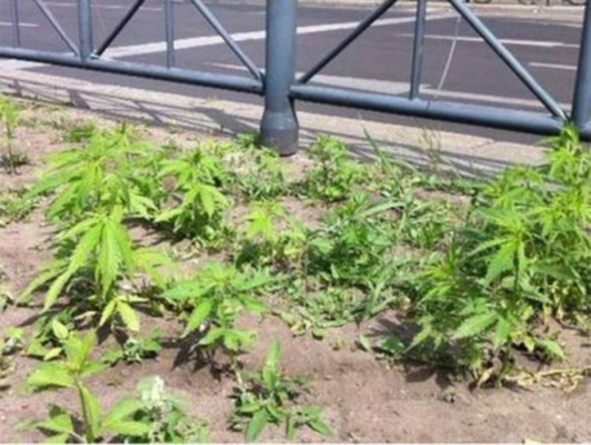 Hallan 700 plantas de marihuana junto a estación de metro   