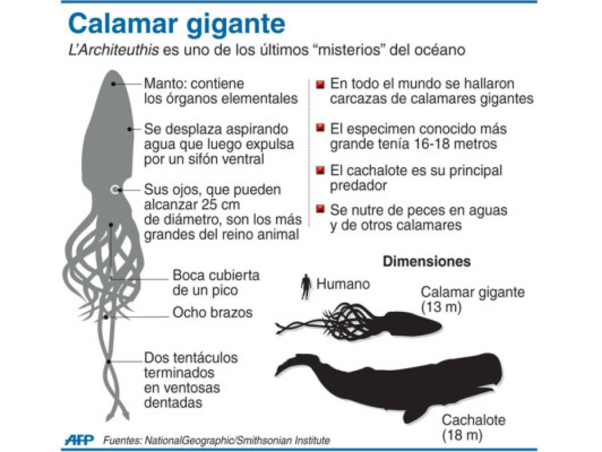 tatuaje de calamar atacando barco