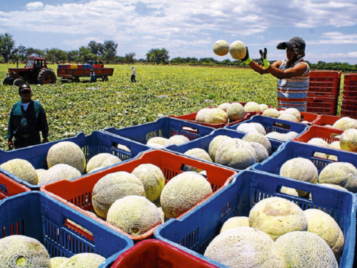 Zona sur afianza su poderÃo con las exportaciones agrÃcolas