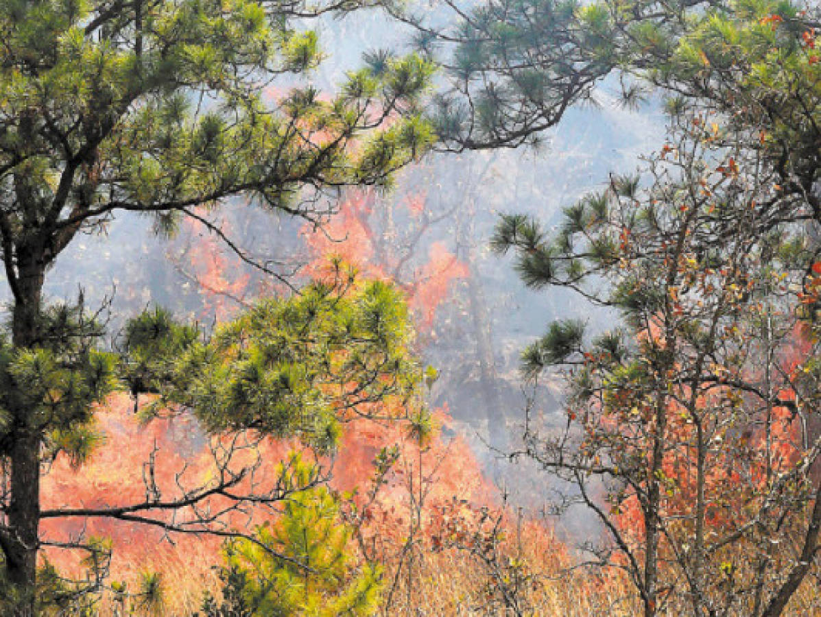 Impunes los incendios forestales en Honduras