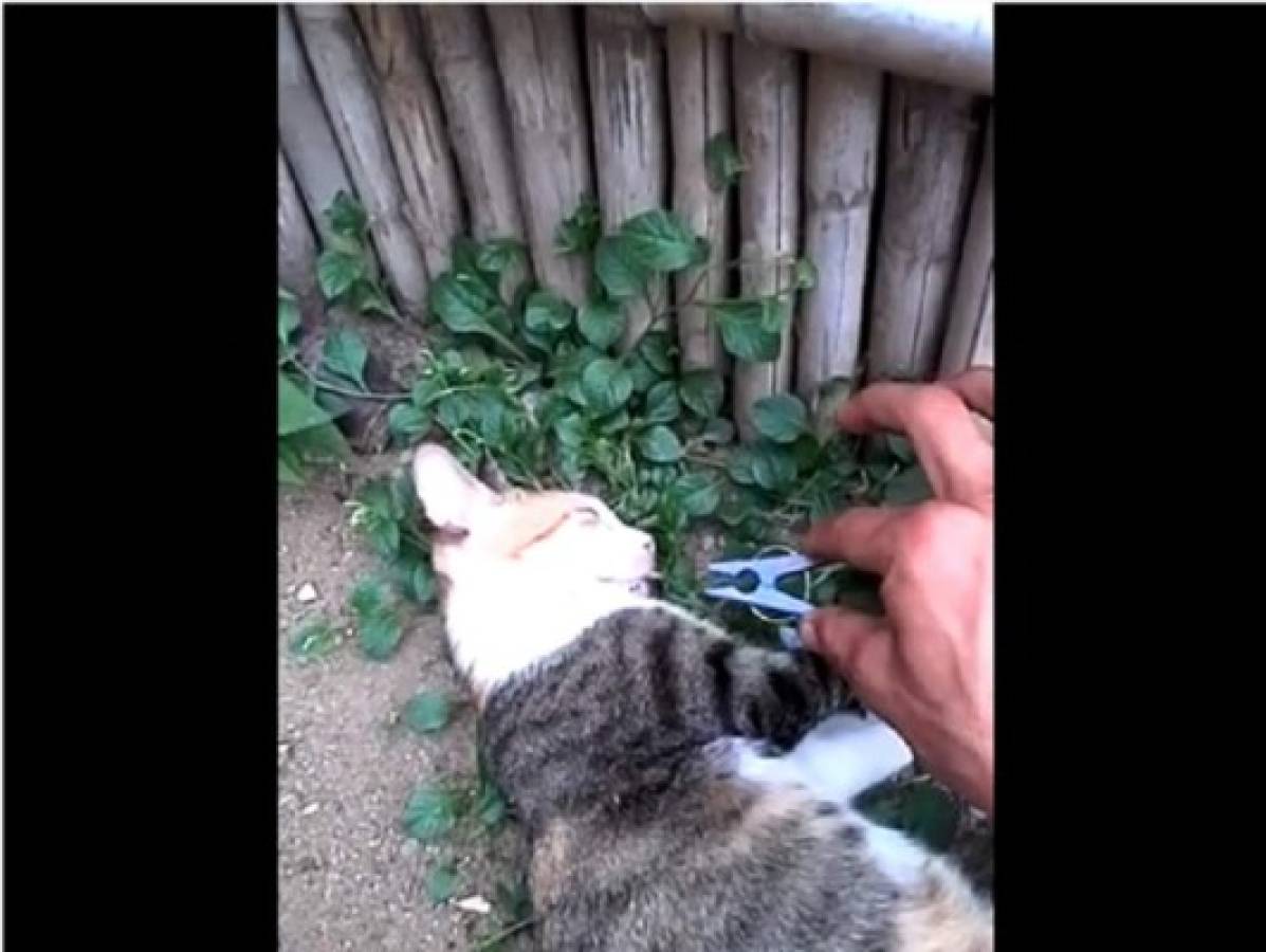 Broma de hondureño con un gato no cae nada bien en redes sociales