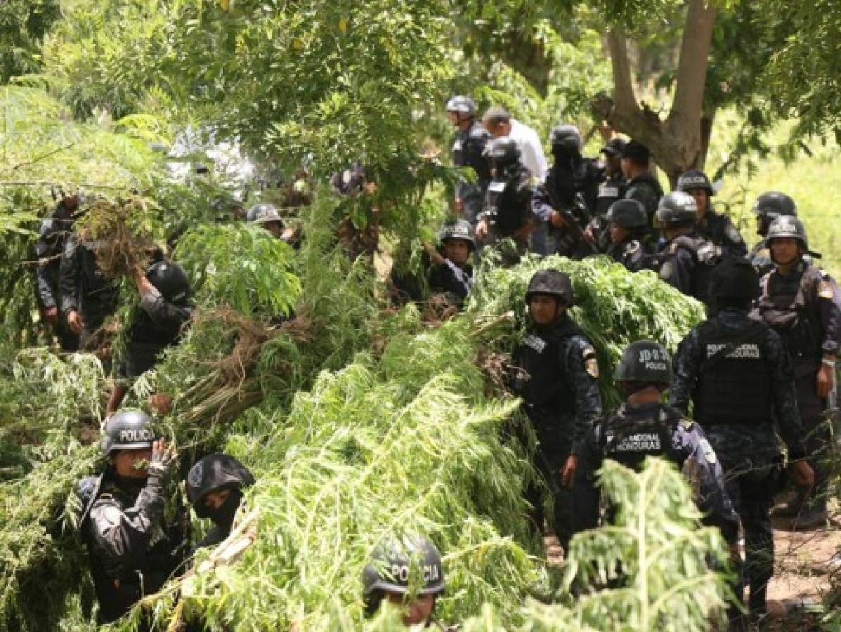 Hallan sembradío de marihuana en El Porvenir