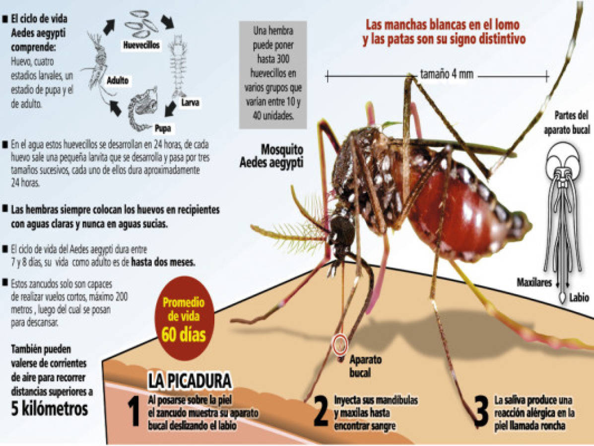 Hondureños, bajo ataque de 'superzancudo'