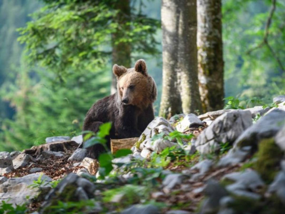 Convivir con los osos, el reto de Eslovenia