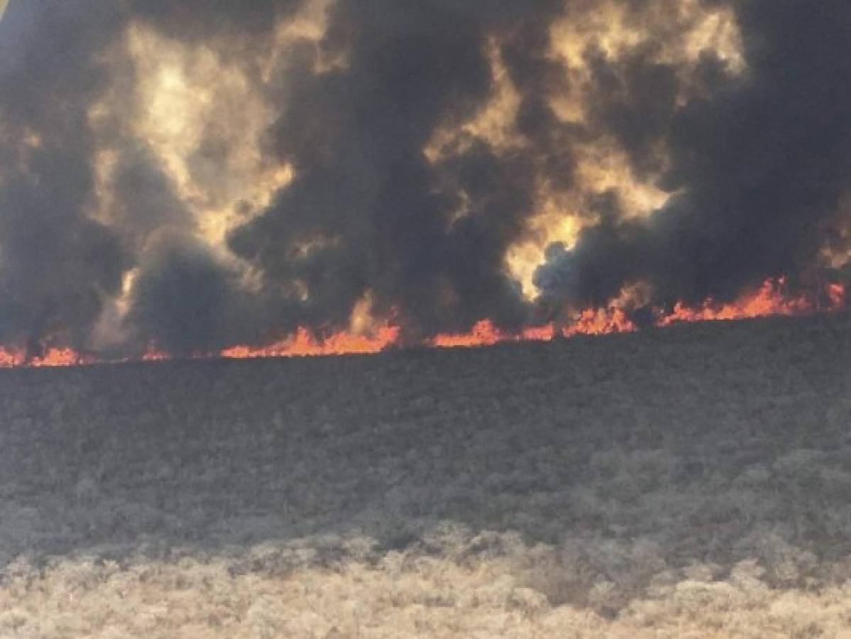 Incendios en Bolivia no dan tregua y daños a la fauna son incalculables