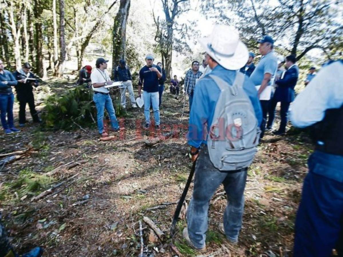 Ministerio Público investiga tala de pino en reserva El Jilguero en Opatoro, La Paz