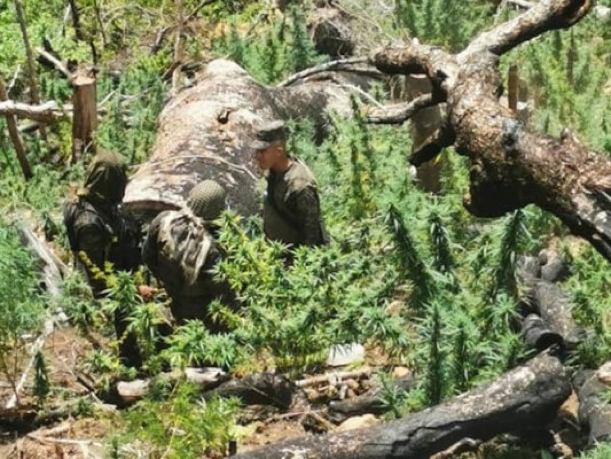 Los uniformados realizaron el hallazgo y procedieron al decomiso de la plantación.