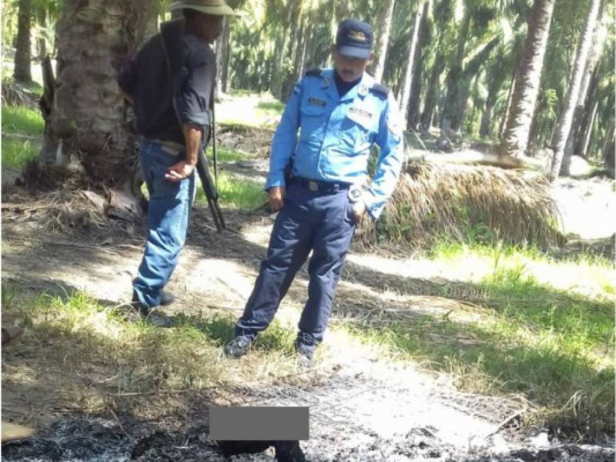 Encuentran cadáver calcinado en medio de plantación de palmas en Atlántida  